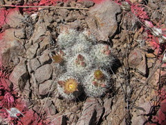 Mammillaria barbata