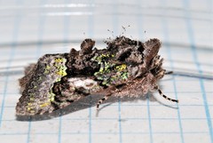 Behrensia conchiformis