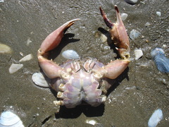 Charybdis japonica