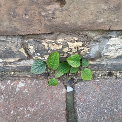 Brunnera macrophylla