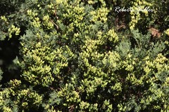 Austrocedrus chilensis