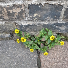 Melampodium montanum