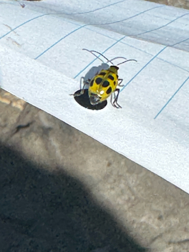 iNaturalist observation photo of Spotted Cucumber Beetle