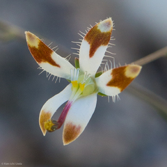 Nemacladus rubescens