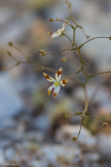 Nemacladus rubescens