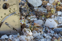 Nemacladus rubescens