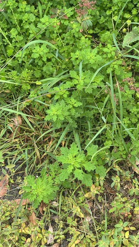 Dysphania carinata observed 2026-05-19