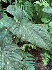 Anthurium ochranthum, photograph (c) Aidan, some rights reserved (CC BY)