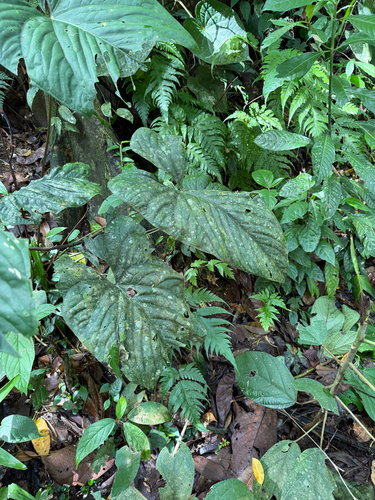 Anthurium ochranthum, photograph 6