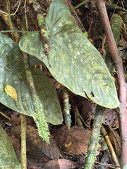 Anthurium ochranthum, photograph (c) Aidan, some rights reserved (CC BY)