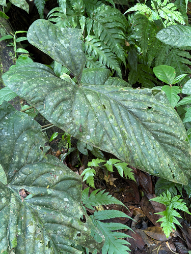 Anthurium ochranthum, photograph 5