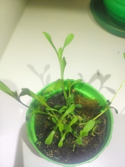 Tracheophyta