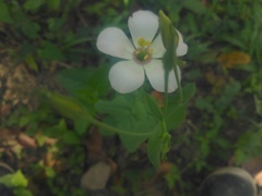 Eustoma exaltatum exaltatum