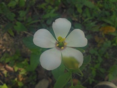 Eustoma exaltatum exaltatum
