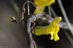 Neogaerrhinum filipes