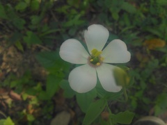 Eustoma exaltatum exaltatum