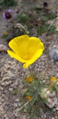 Eschscholzia androuxii