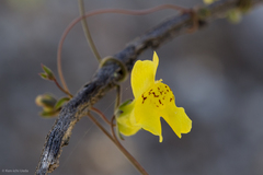 Neogaerrhinum filipes