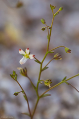 Nemacladus orientalis