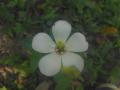 Eustoma exaltatum exaltatum