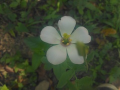 Eustoma exaltatum exaltatum