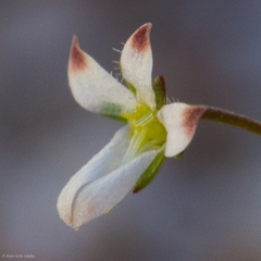 Nemacladus orientalis