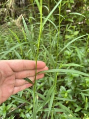 Symphyotrichum simmondsii