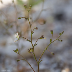 Nemacladus orientalis