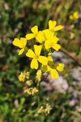 Bunias erucago