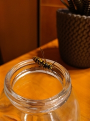 Vespula germanica