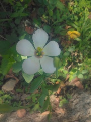 Eustoma exaltatum exaltatum