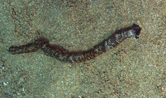 Opheodesoma serpentina