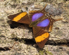 Marpesia corinna