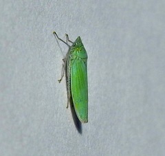 Draeculacephala inscripta
