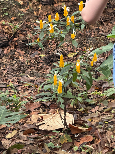 Pachystachys lutea