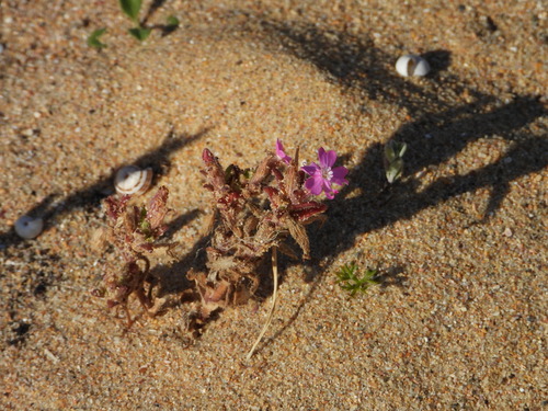 Silene littorea, photograph 5