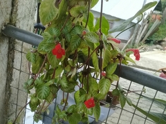 Episcia cupreata