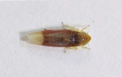 Erythridula crevecoeuri