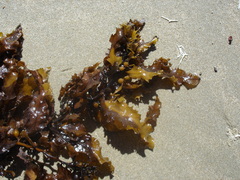 Sargassum sinclairii