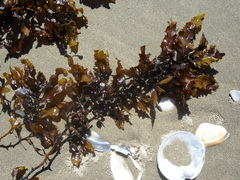 Sargassum sinclairii