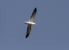 Larus fuscus