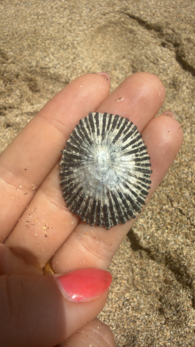 Cellana exarata observed 2026-05-19