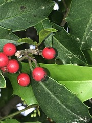 Ilex × attenuata