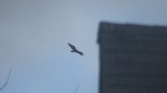 Cathartes aura image