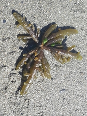 Splachnidium rugosum