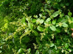 Ligustrum sinense