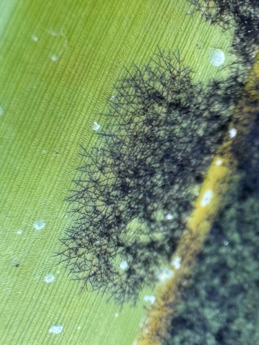 Meliola observed 2026-05-19