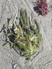 Caulerpa brownii