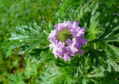 Glandularia bipinnatifida