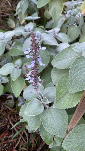 Coleus argentatus, 2026-05-03